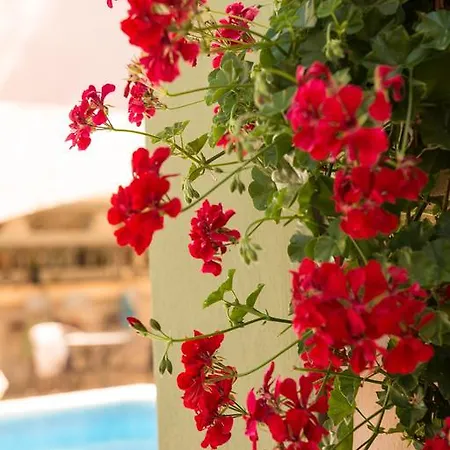 Dimitriadis Fresh Edem 萨索斯