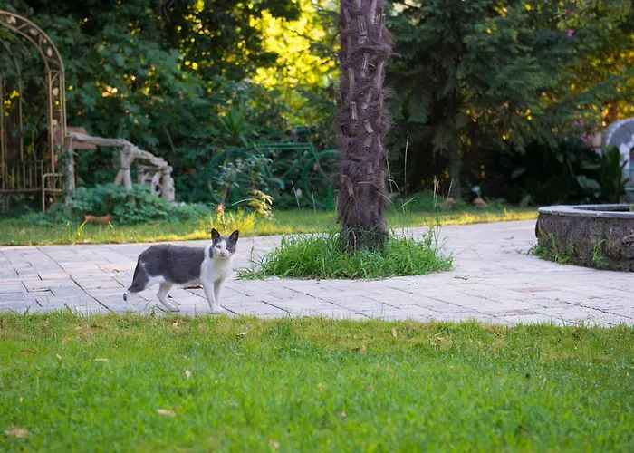 Daire Dimitriadis Fresh Edem